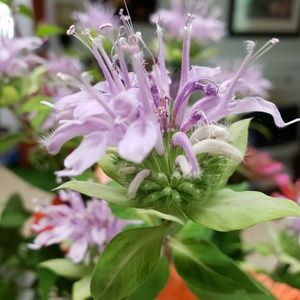 Meet your Posher, Carol